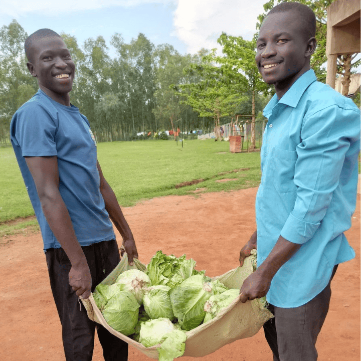 Cabbages web 1 (1).png