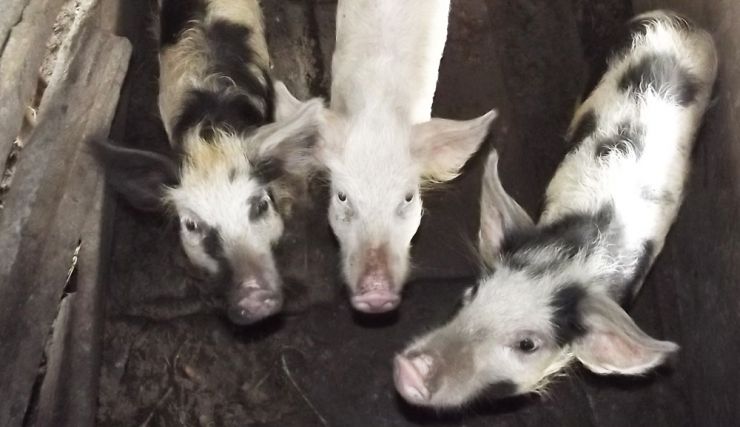 Betty Atebo pigs (3).jpg